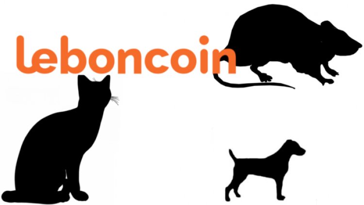 J'adopte un animal sur Le Bon Coin - Fiches pratiques | Ordissinaute